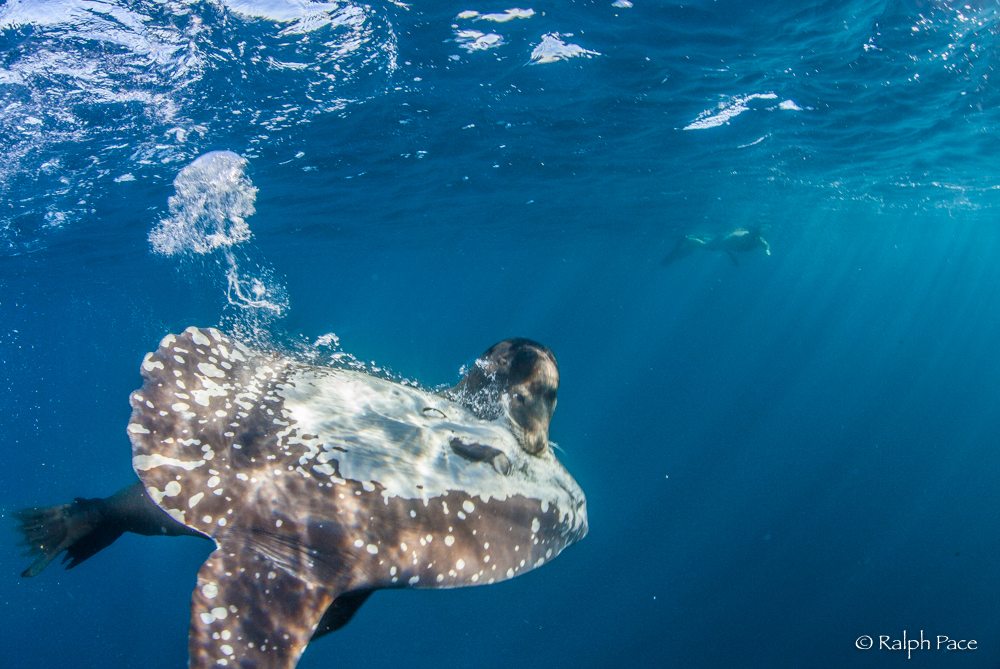 In photos: Sea lion burrows chest-deep in a Mola mola meal, Predator vs  Prey