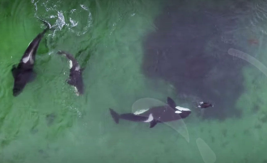 orca hunting seals